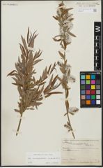 Foto von Salix acmophylloides Hausskn. & Bornm.